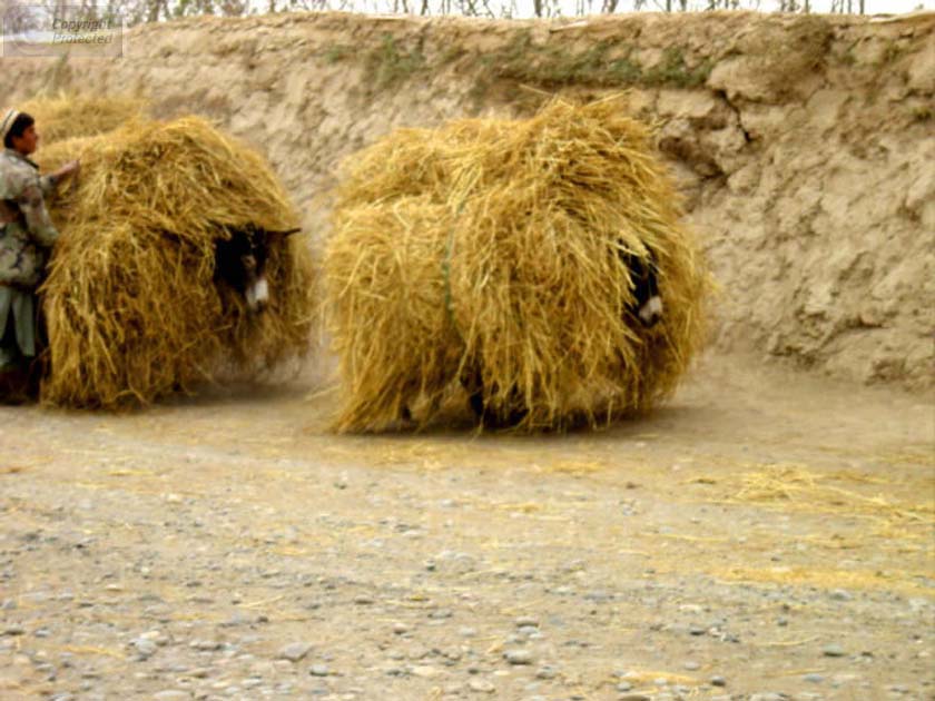 Two Donkeys Carrying Hay